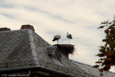 Weißstorch (6 von 20).jpg